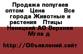 Продажа попугаев оптом › Цена ­ 500 - Все города Животные и растения » Птицы   . Ненецкий АО,Верхняя Мгла д.